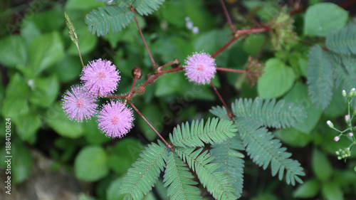 Mimosa pudica, Neptunia plena shrub plant or touch me not plant or mimosa pudica sensitif plant growing in the garden. 'bunga putri malu' shy plant. pink flower. natural background