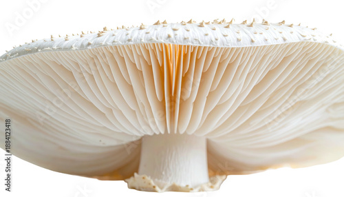 Close-up under view of a white mushroom, showing gills and a dotted cap
