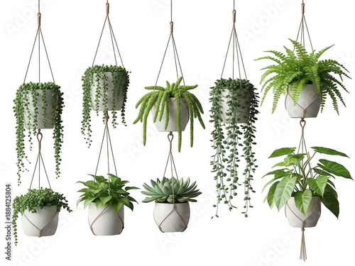 Hanging plants in modern pots, isolated on transparent background