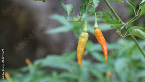 Photos Bird's Eye Chili or Cabai Rawit on the branch