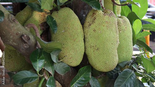 Foto Cempedak (Artocarpus integer) is a tropical fruit tree known for its large, fragrant fruit
