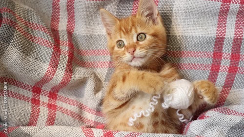 cute red kitten with a ball of thread lying on his back, top view