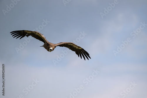Geier im Flug