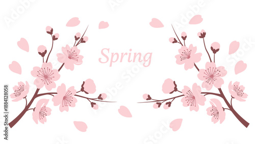 Cherry Blossom Spring Branches with Falling Petals, Isolated on White Background