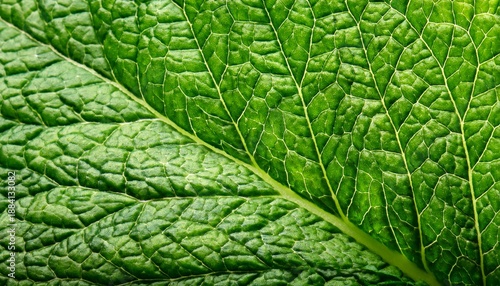 Natural Mint Leaf Texture With Veins