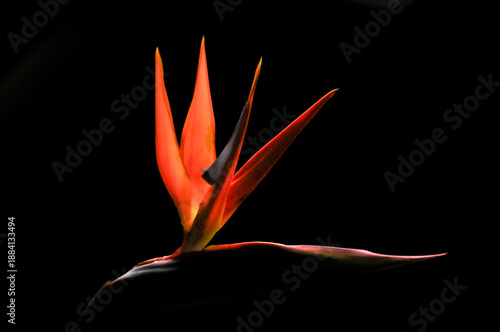The bird of paradise flower 