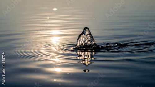 Water droplet creates ripples on calm surface with sunlight reflection at sunrise or sunset