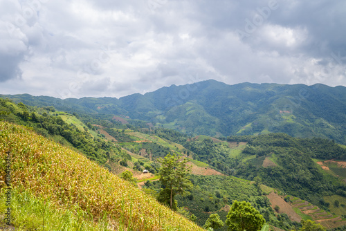 Golden cornfields stretch across sloping hillsides with patchwork farmland and dense green forests under a dramatic cloudy sky in the mountains between Son La and Dien Bien Phu, Vietnam. The landscape