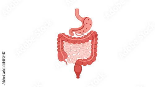 Illustration of Human Digestive System with Stomach and Intestines
