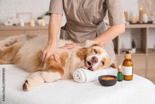 Cute Australian Shepherd dog with cosmetic products having massage on couch in spa salon © Pixel-Shot