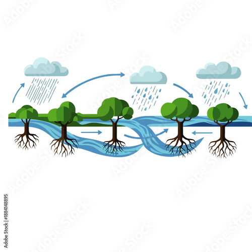 Illustration of the water cycle with trees growing through various stages of rainfall and cloud formation in a simple diagram.