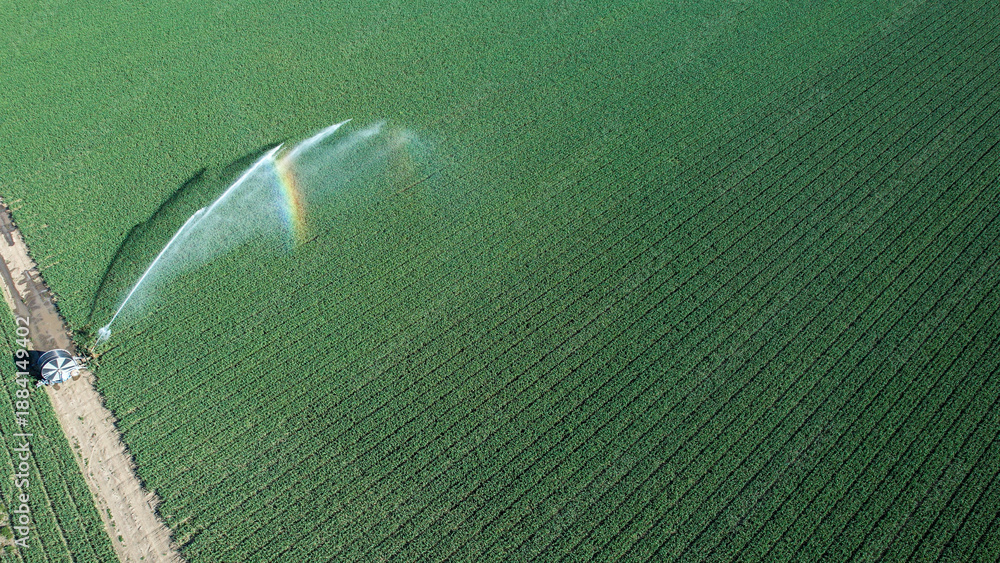 Fototapeta premium Rotary sprinkler irrigates a vast green crop field from above, spraying water that catches a faint rainbow, showcasing precision farming and resilient water management strategies