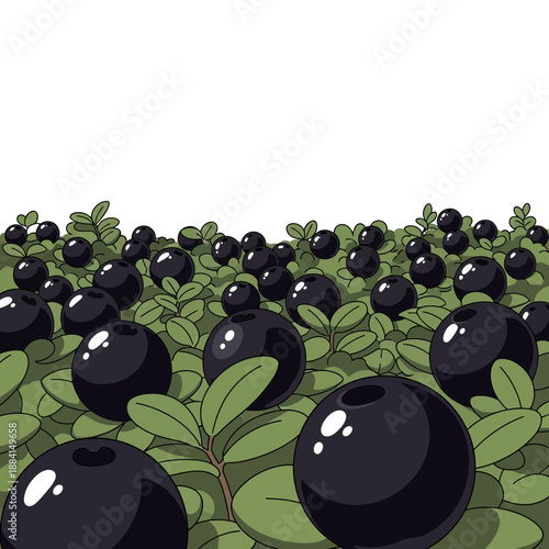 Abundant blueberries growing on green bushes