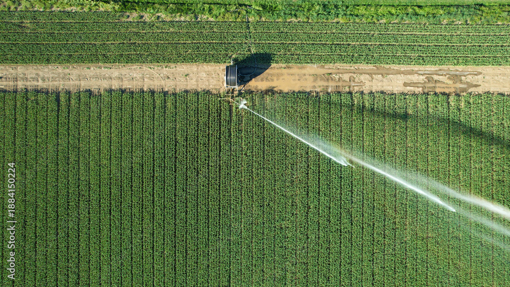 Fototapeta premium Rotary sprinkler system delivering water to rows of green crops in an agricultural field, illustrating modern irrigation techniques crucial for water management and crop yield