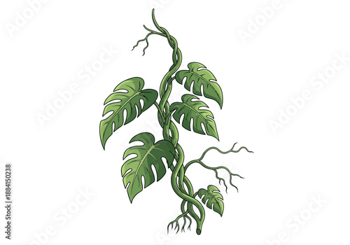 Tropical monstera deliciosa plant with large green leaves and aerial roots climbing up a surface, illustration, close-up view