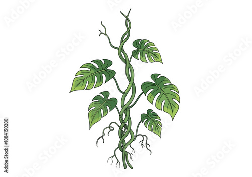 A climbing vine with large green leaves and aerial roots twisting upwards, viewed from the side.