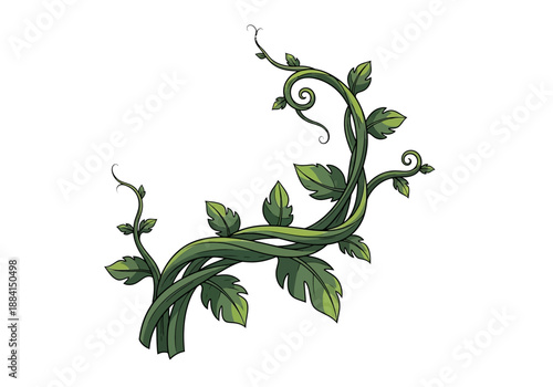 An illustration of a lush green vine with curled tendrils and leaves, showcasing nature's beauty from a close-up viewpoint.