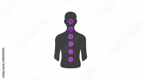Human spine and back anatomy.