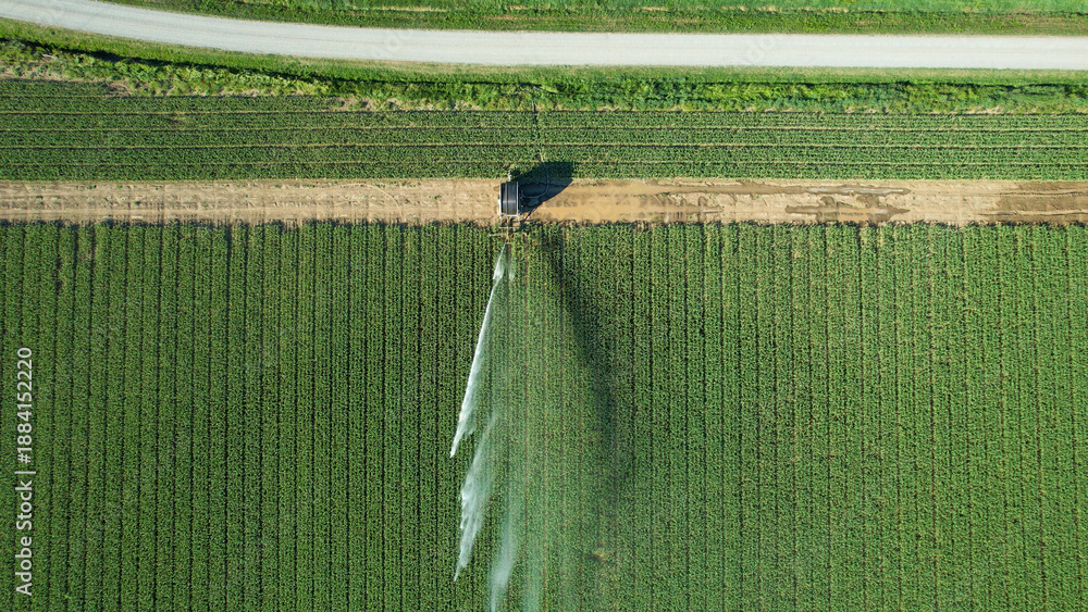 Naklejka premium Green farm field rows watered by a rotary sprinkler system, aerial view showing efficient irrigation for sustainable crop growth, climate adaptation and productive agriculture