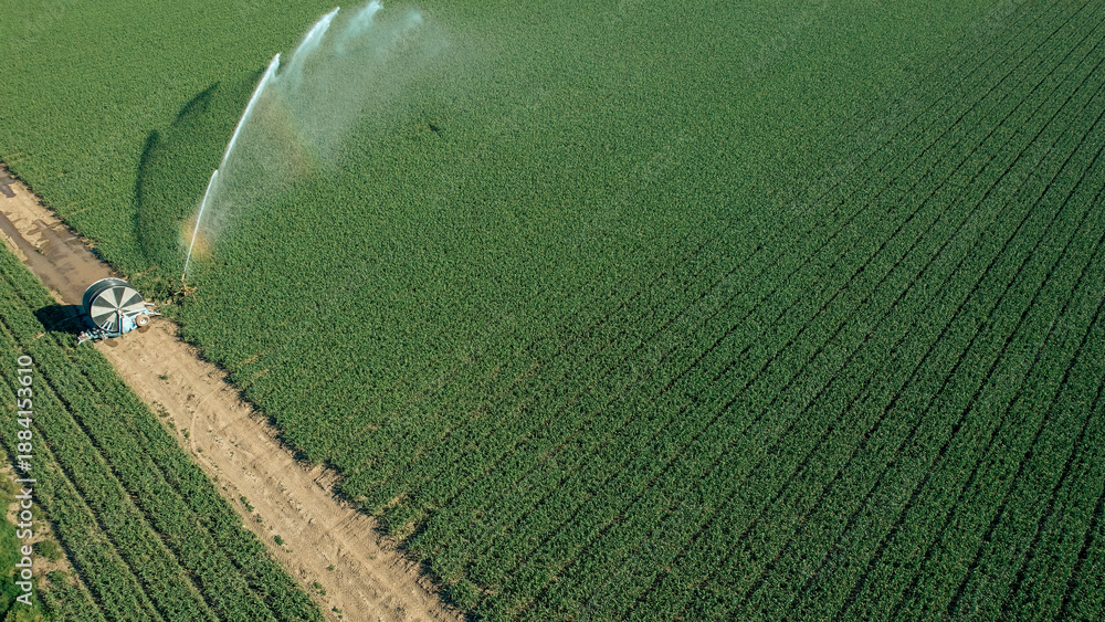 Fototapeta premium Rotary sprinkler irrigating green agricultural field with water, managing resources for sustainable farming, food production, and climate change adaptation, view from above