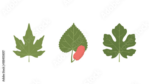 Botanical illustration set green papaya mulberry with red fruit and fig leaves.