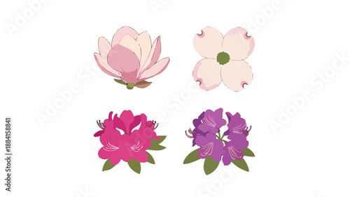 Four stylized spring flowers illustration set pink magnolia white dogwood fuchsia and purple rhododendrons.