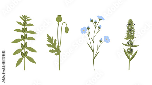 Stylized botanical illustration set featuring diverse green plants poppy and delicate blue flowers with unique forms.