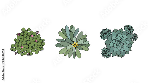 Stylized succulent plant illustrations diverse green clustered rosette with yellow and bluegreen Echeveria.