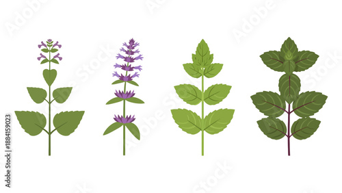 Stylized Vector Illustrations of Diverse Mint Plants with Green Leaves and Purple Blossoms.