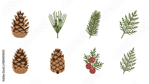 Flat vector winter botanical collection pine cones evergreen branches red berries.
