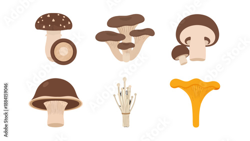 Flat vector illustration set of diverse edible mushrooms with distinct caps and stems.