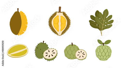 Flat illustration of tropical fruits durian soursop custard apple and jackfruit slice with a leaf.
