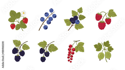 Vibrant berry illustrations strawberries blueberries raspberries blackberries red currants gooseberries with green leaves.