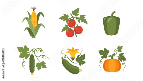 Vibrant flat design illustrations of fresh garden vegetables corn tomatoes bell pepper cucumber zucchini pumpkin.