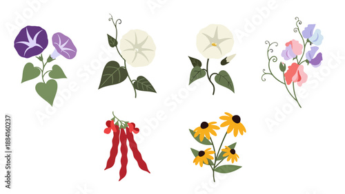 Vibrant flat vector illustrations of diverse garden flowers and plants featuring morning glories sweet peas and blackeyed Susans.