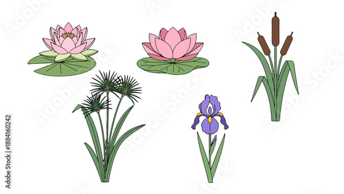 Vibrant vector illustration of diverse aquatic and wetland plants pink water lilies purple iris papyrus and brown cattails.