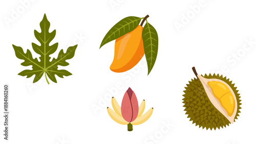 Vibrant tropical fruits and leaves collection papaya leaf ripe mango banana blossom spiky durian.