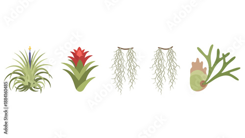 Vibrant flat vector air plants set Tillandsia Spanish moss staghorn fern green leaves red bloom.