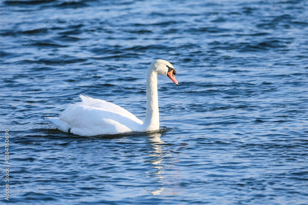 Fototapeta premium Majestic white swan glides gracefully across rippling blue water on a sunny day