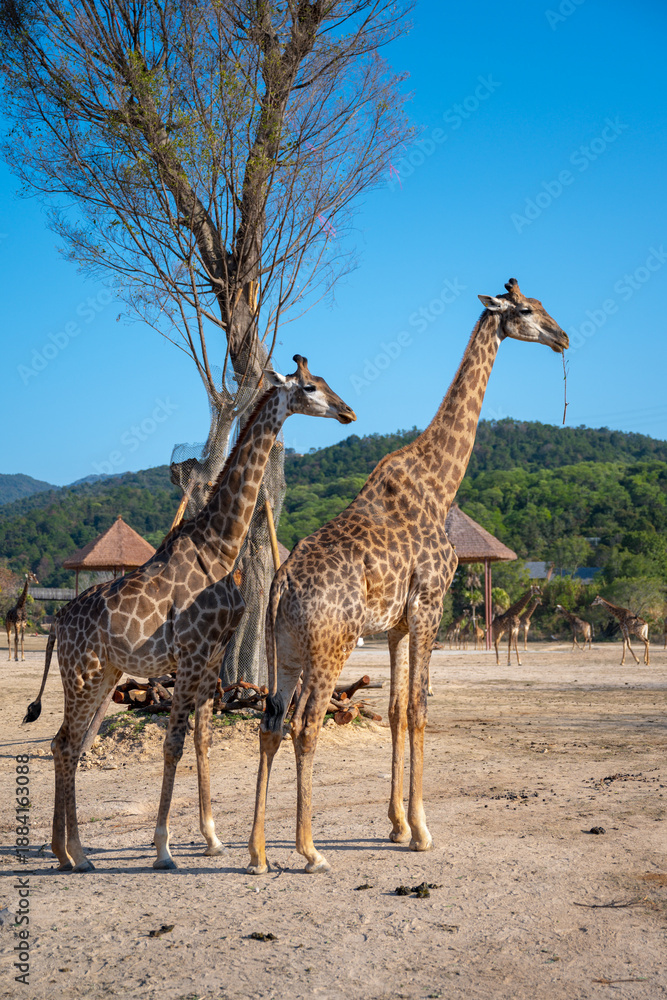 Obraz premium Giraffes at the wildlife park