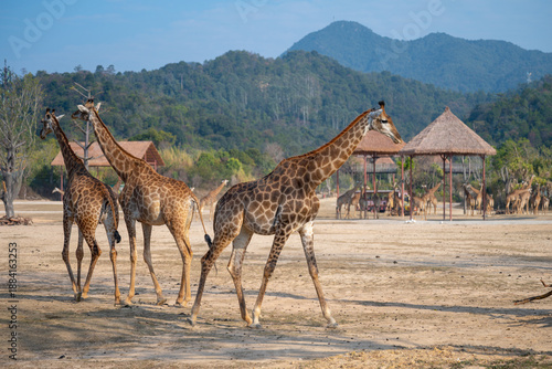 Photography Giraffes at the wildlife park