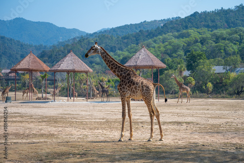 Photography Giraffes at the wildlife park