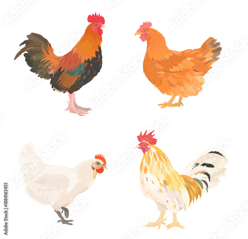Cute cartoon farm birds collection. Vector illustrations of chicken, hen and rooster isolatedon white background. Set of poultry clip.
