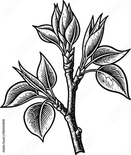 Hand drawn botanical illustration of a tree branch with leaves and buds in vintage