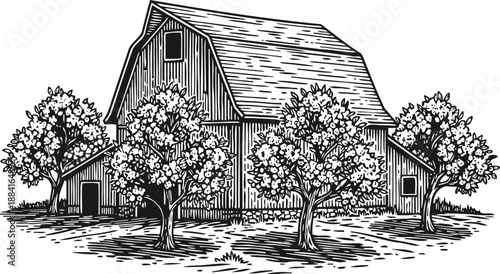 Black and white vintage illustration of a classic wooden barn surrounded by blooming fruit trees in orchard