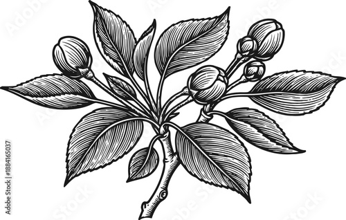 Botanical illustration of flowering branch with detailed leaves and buds in vintage engraving