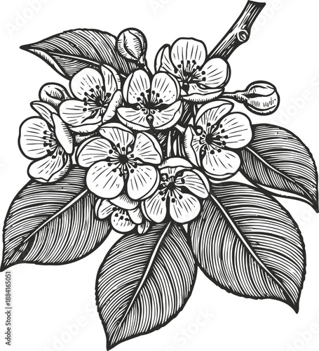 Detailed black and white illustration of blooming flower branch with leaves and buds