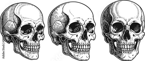 Detailed human skull illustrations from different angles anatomy, skeletal structure, bone study, medical drawing