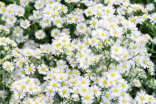 Chamomile flowers field background. Summer White Daisies. Beautiful nature scene with blooming. Camomile Spring flower background meadow.