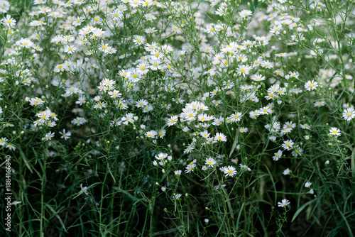 Chamomile flowers field background. Summer White Daisies. Beautiful nature scene with blooming. Camomile Spring flower background meadow.